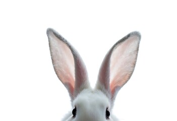 Obraz premium Grey Rabbit Isolated on White Background Cute Cartoon Illustration