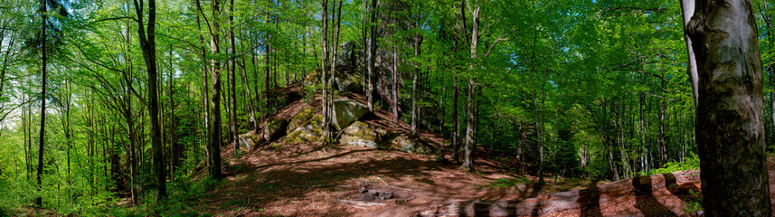 Panorama of dark green forest, gloomy light, forest in summer.