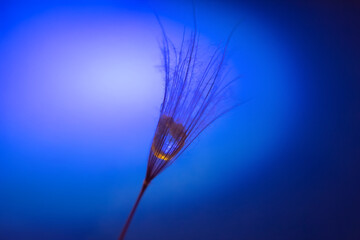 Obraz premium the seed of a dandelion with water drop inside on a dark blue background