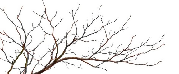Fototapeta premium Bare, twisted branches isolated against a pure white backdrop, photography, stark