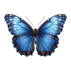 Fototapeta premium A realistic blue butterfly isolated on transparent background.PNG