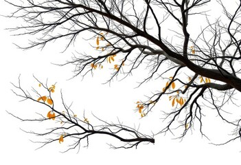 Fototapeta premium Single deciduous tree, stark branches against pure white, wood, branches