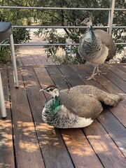 peacock pair