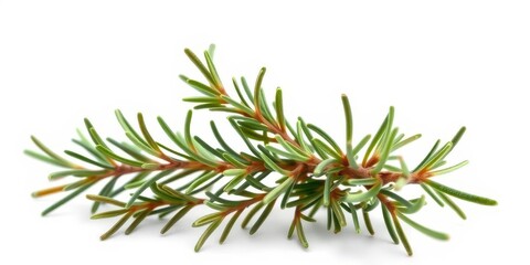 A sprig of rosemary, leaves vibrant green, isolated on pure white background, closeup, white background