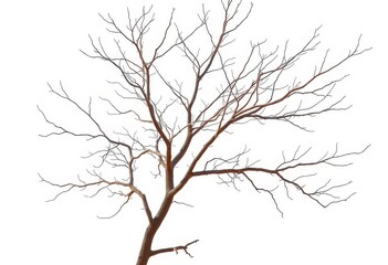 Obraz premium Bare, intricately branched tree limbs against pure white backdrop, art, stock photo