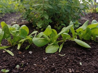 Close up of some spinach seedlings in a vegetable garden in june.