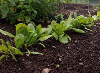 Close up of a few spinach seedlings in a vegetable garden in june.
