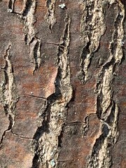 tree bark texture