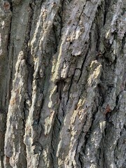 tree bark texture
