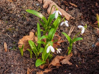 City snowdrops on the lawn.