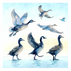 Duck Silhouette Collection - Black and White Set of ducks silhouettes in different poses.