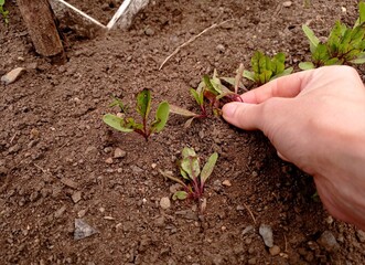Close up of a woman's hand picking up beetroot seedlings in a vegetable garden.