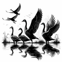 Duck Silhouette Collection - Black and White Set of ducks silhouettes in different poses.