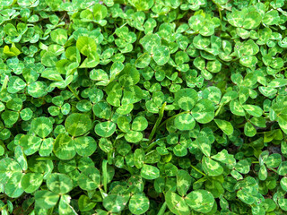 自生するクローバー