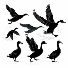 Duck Silhouette Collection - Black and White Set of ducks silhouettes in different poses.