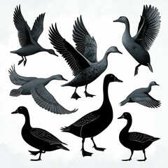 Duck Silhouette Collection - Black and White Set of ducks silhouettes in different poses.