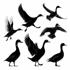 Duck Silhouette Collection - Black and White Set of ducks silhouettes in different poses.