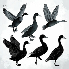 Duck Silhouette Collection - Black and White Set of ducks silhouettes in different poses.