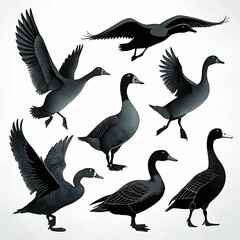 Duck Silhouette Collection - Black and White Set of ducks silhouettes in different poses.