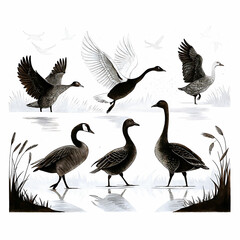 Duck Silhouette Collection - Black and White Set of ducks silhouettes in different poses.