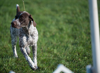 German Shorthaired Pointer in the dog show ring