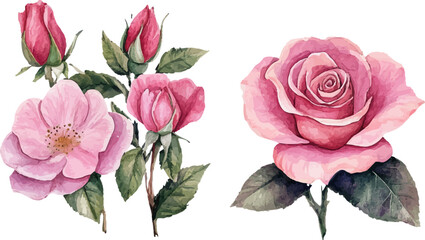 bouquet of pink roses