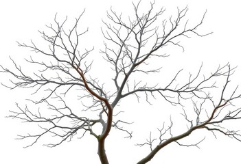 Bare, intricately branched tree limbs isolated against a pure white backdrop, isolated, twig