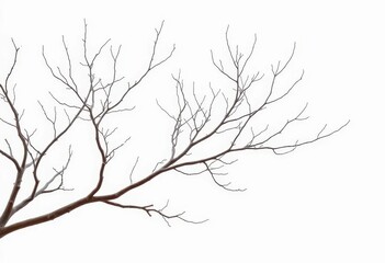 Fototapeta premium Bare, intricately branched tree limbs against a pure white backdrop, tree, component