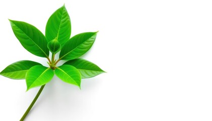 Single vibrant green plant, isolated on pure white backdrop, fresh, healthy