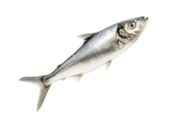Fresh sardine fish with detailed scales and fins isolated on white transparent background, symbolizing canned seafood