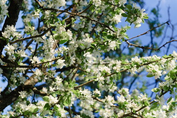 Flowering branches of apple tree