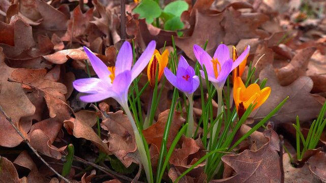 Blue and yellow crocuses blooming in the garden in early spring