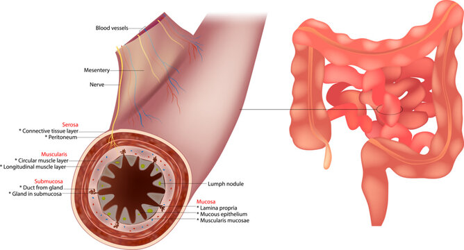 Small Intestine Diagram. Human Intestinal Wall Layers: mucosa, submucosa, muscularis, and serosa. Gastrointestinal Tract with Intestinal Wall Section