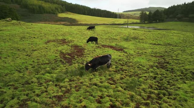 Aerial view from drone of Terceira Island - Herd of bulls grazing