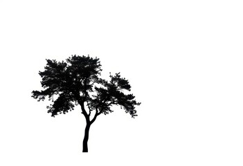 Single, majestic tree silhouetted against a pure white backdrop, autumn, sky