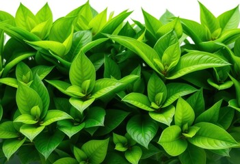 Obraz premium Vibrant green leaves, lush and healthy, isolated on white, greenery, background