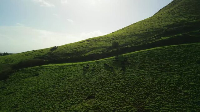 Aerial view from drone of Terceira Island - Herd of bulls grazing