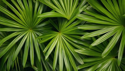 Obraz premium Lush Green Palm Leaves Tropical Foliage Natural Texture Background
