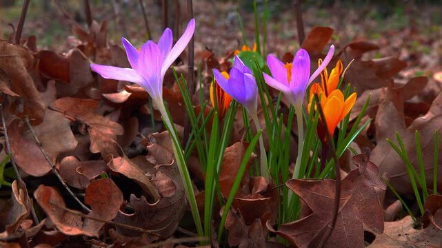 Blue and yellow crocuses blooming in the garden in early spring