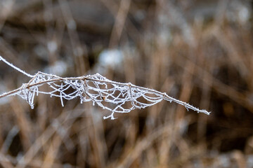 A small twig festooned with frozen spider silk with ice crystals protruding like thorns. The white frost on the web contrasts with a brown background of winter stems