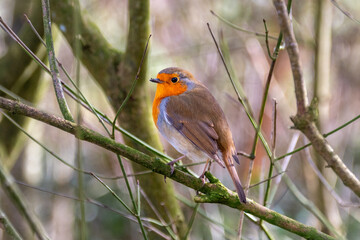 A European robin, Erithacus rubecula, perched on a small branch in woodland during with with all the twigs and branches bare.