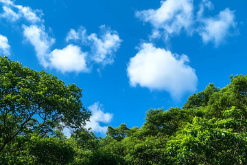 Obraz premium Blue sky, tea plantation, with lush green trees and blue skies.