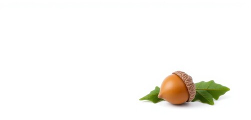 Single acorn and oak leaf, isolated on pure white background, backdrop, fall