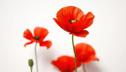Naklejka premium Single red poppy blossom, delicate petals, white backdrop, poppy, stem