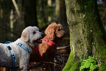 Hundefreunde. Zwei Pudel Mix Hunde im herbstlichen Wald
