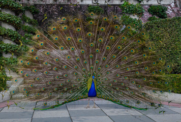 Obraz premium a peacock with its feathers spread