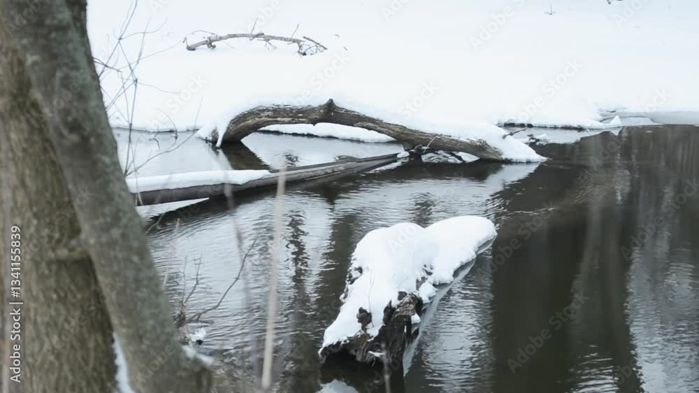 Poster tree branch is floating in a body of water. the water is frozen and the branch is covered in snow