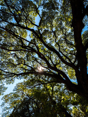 Sunlight Filtering Through Lush Green Tree Canopy
