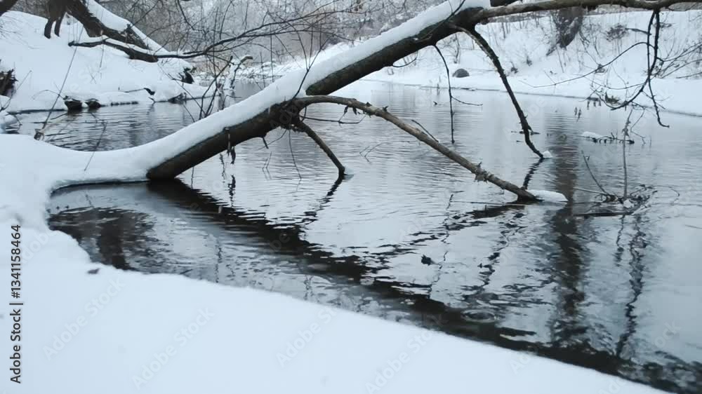 Poster branch is floating in a river with snow on it. the water is calm and the snow is covering the ground