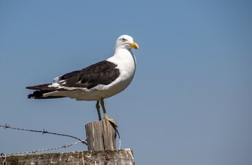 South African birds - kelp gull